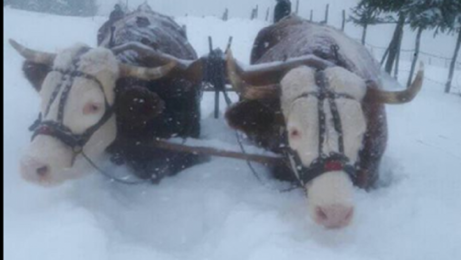 Zima u Novoj Varoši