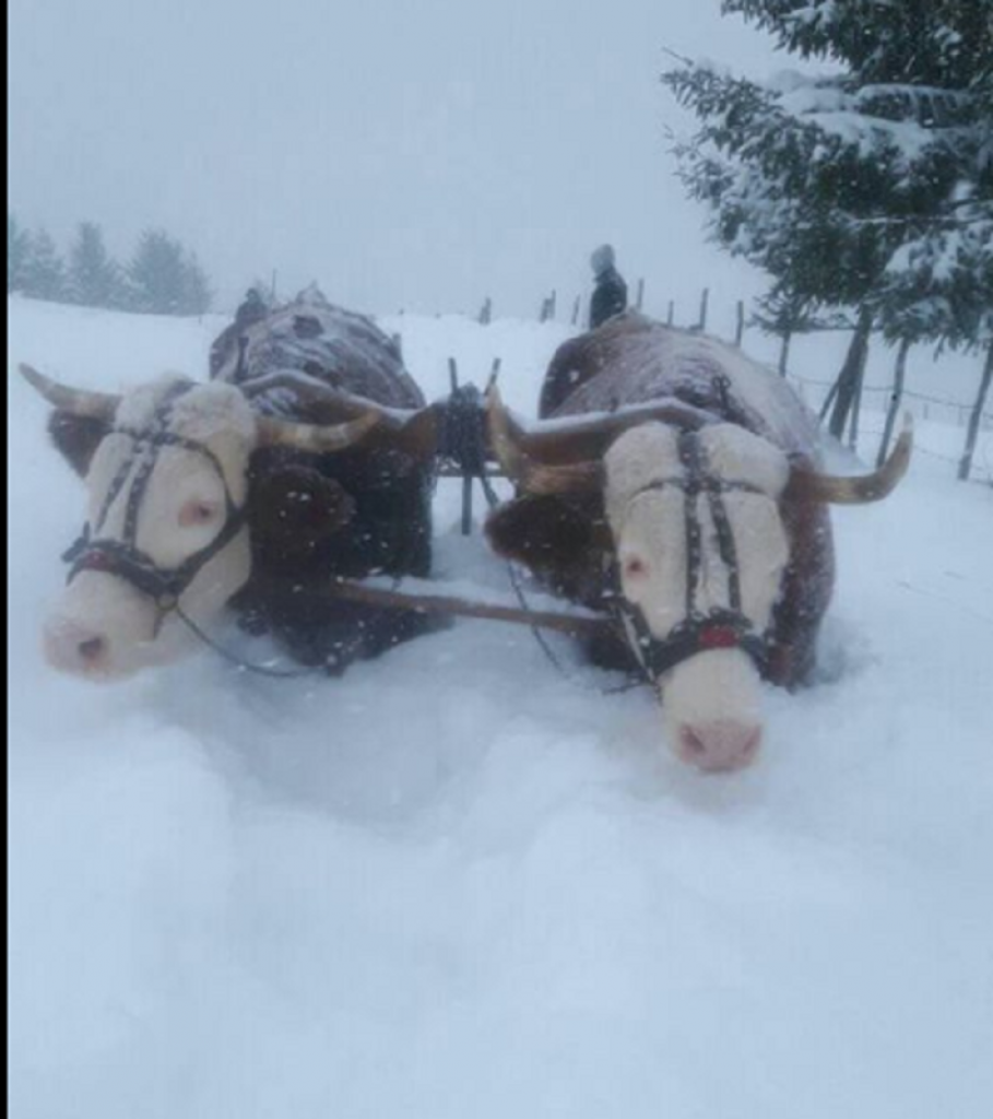 Zima u Novoj Varoši