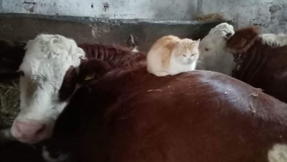 Krava Ruža i mačka Cica