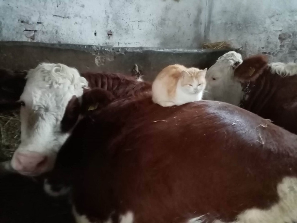 Krava Ruža i mačka Cica