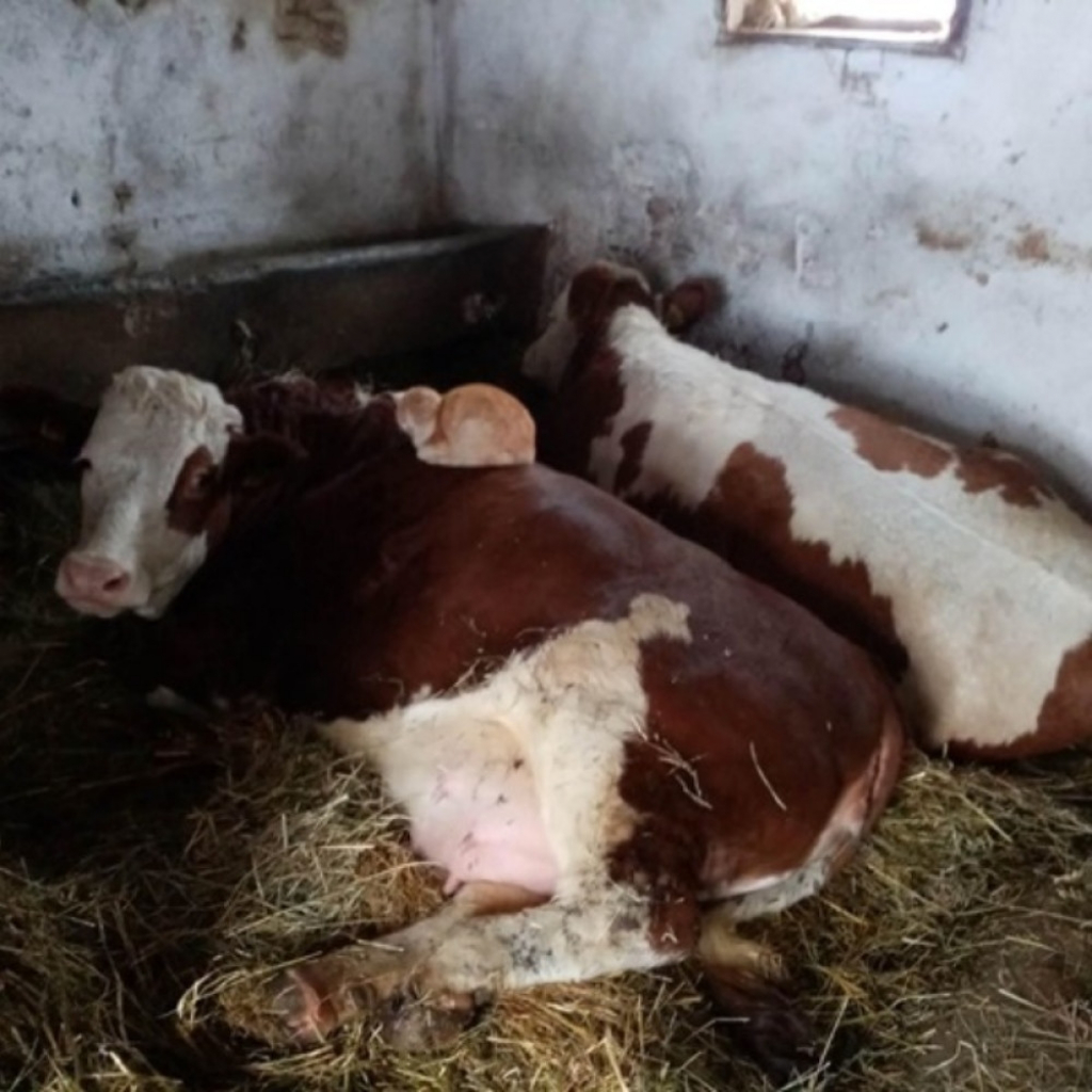 Krava Ruža i mačka Cica