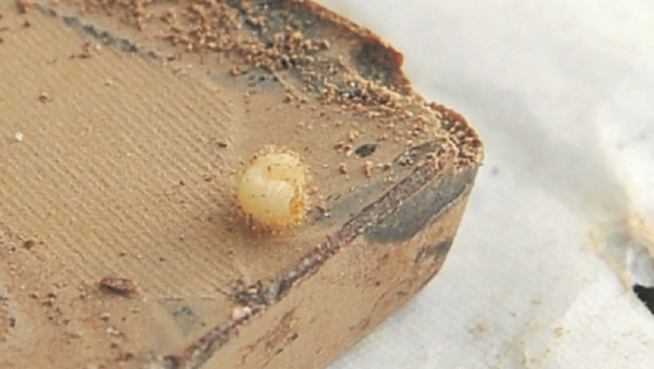 Čokolada iz horor filma