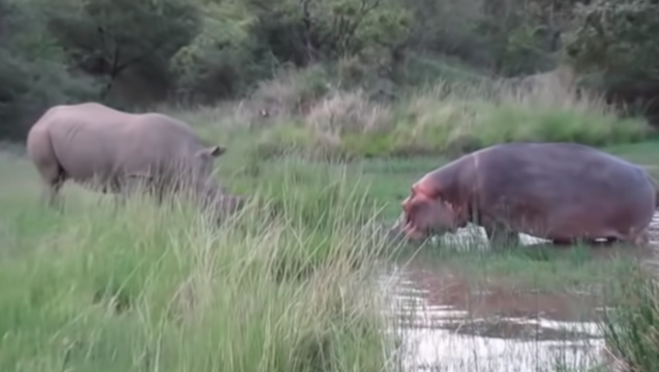 Nosorog, nilski konj