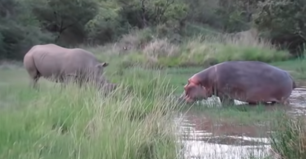 Nosorog, nilski konj