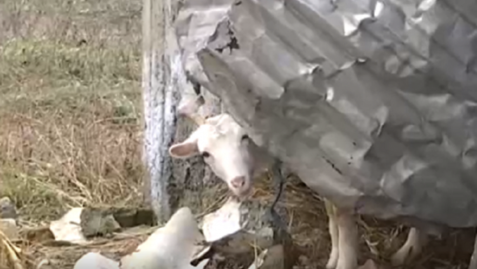 Porodica Đokić, siromaštvo