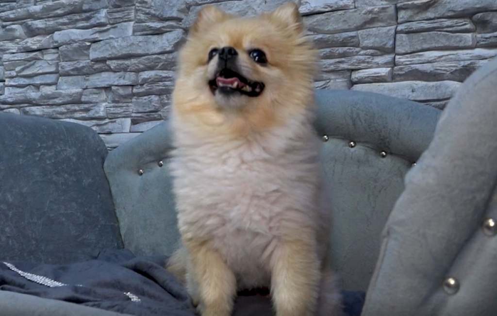 Dalila i Dejan Dragojević