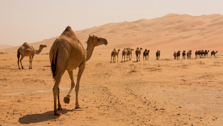 kamile