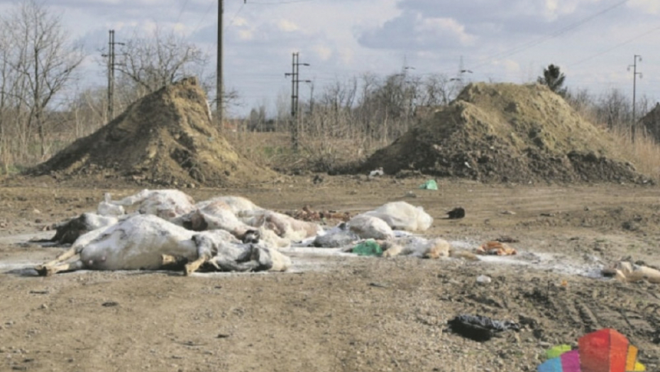 Stočno groblje nadomak Subotice 