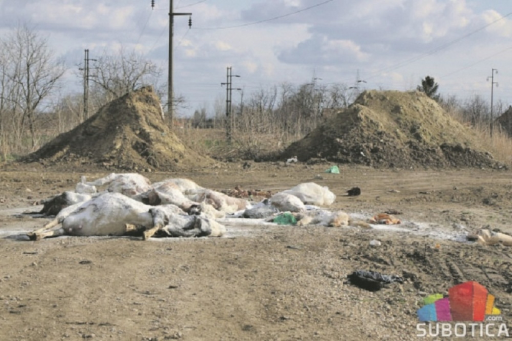 Stočno groblje nadomak Subotice