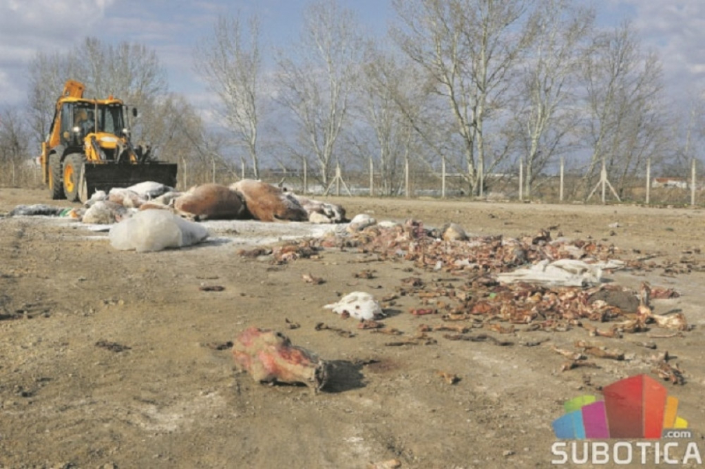 Stočno groblje nadomak Subotice