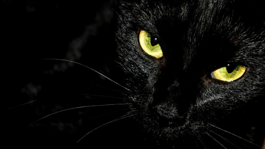 crna mačka