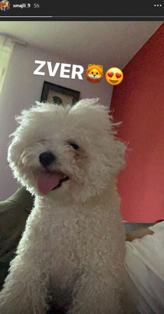 Pas Alena Smailagića