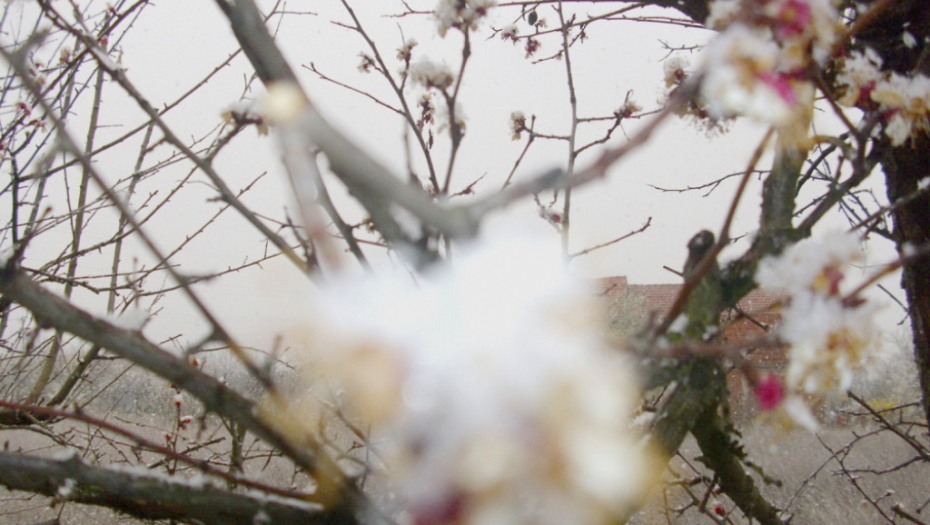 Sneg na procvetalom voću