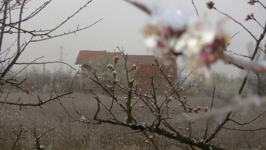 Sneg na procvetalom voću