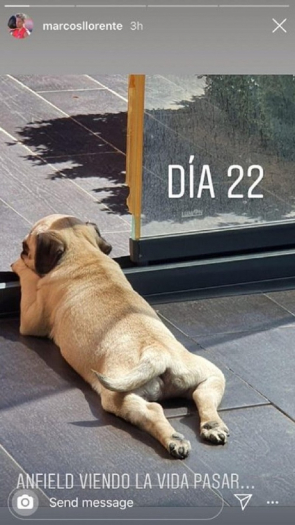 Markos Ljorente, pas Enfild