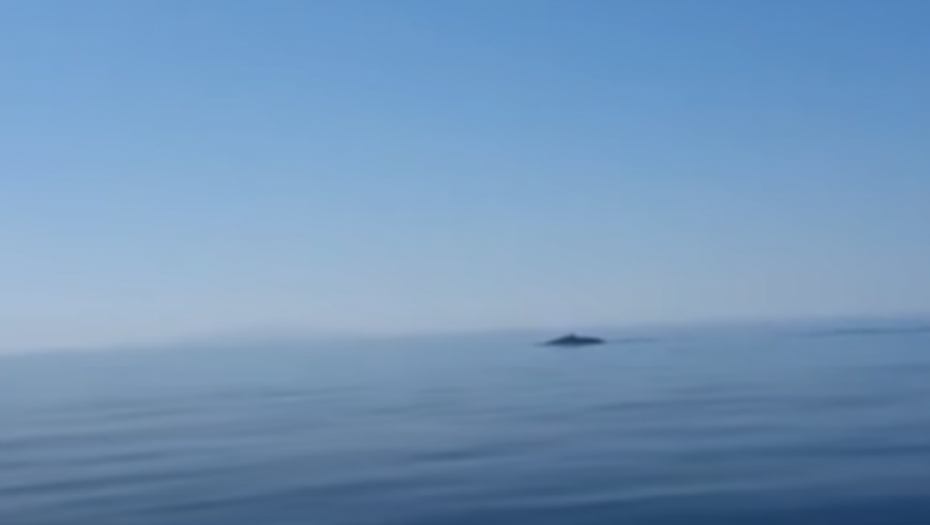 Kit u Jadranskom moru