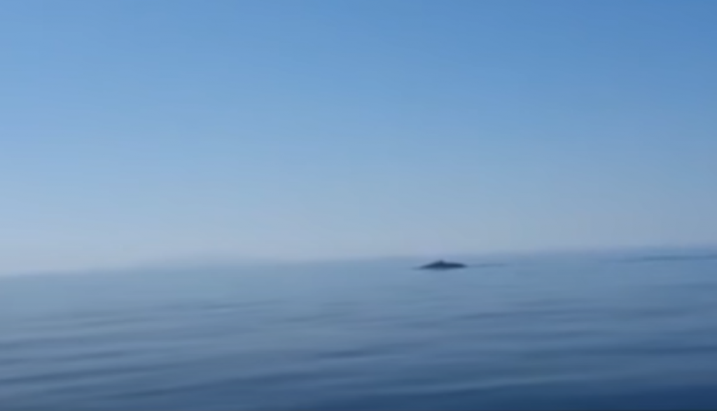 Kit u Jadranskom moru