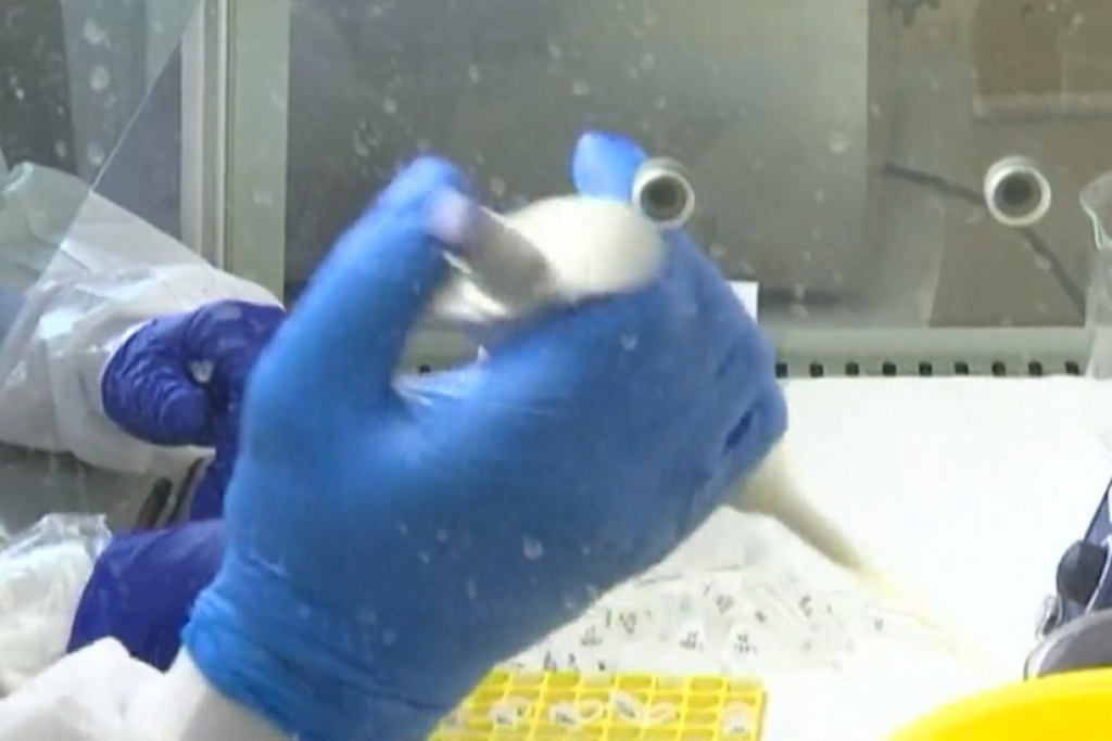 Oči u oči sa virusom u Batajnici