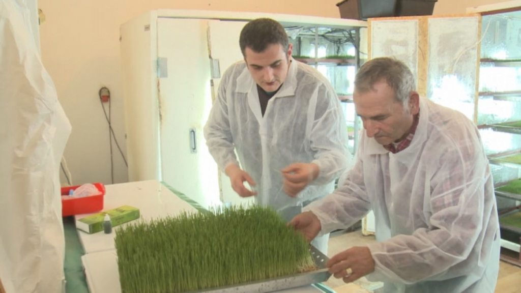 Sok od pšenične trave