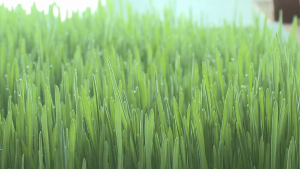 Sok od pšenične trave