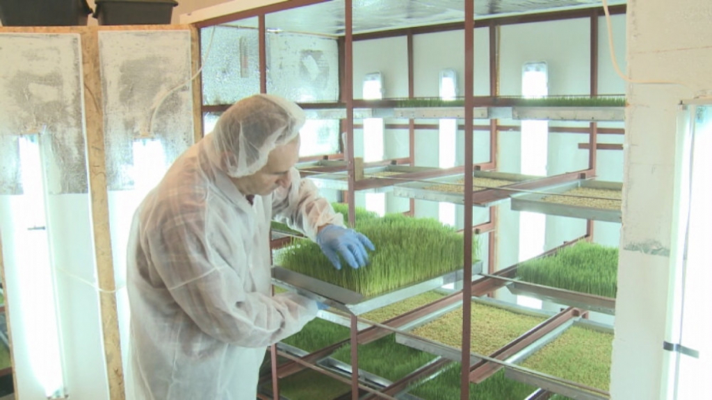 Sok od pšenične trave