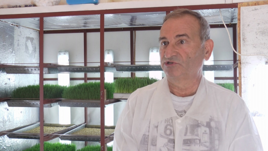 Sok od pšenične trave