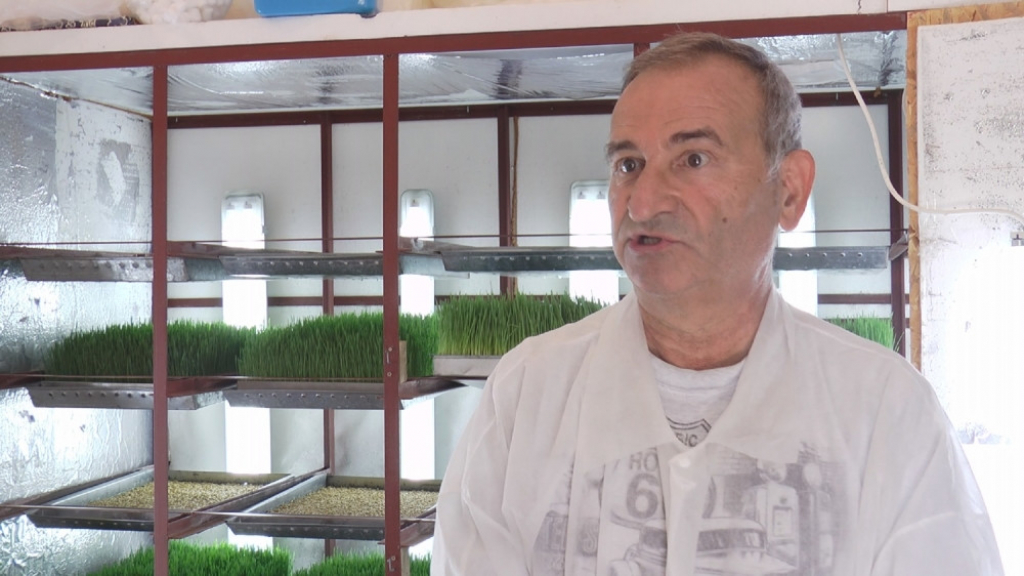 Sok od pšenične trave