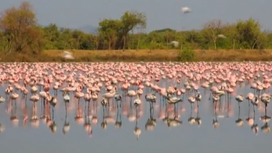 Desetine hiljada flamingosa u Indiji