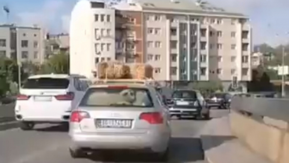 Nesvakidašnja scena na ulicama Beograda