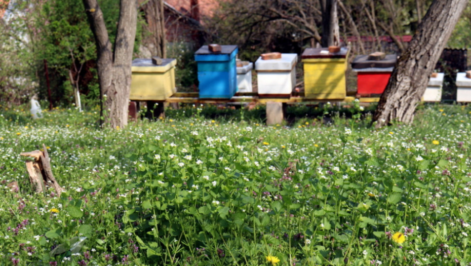 Pčelarstvo, med