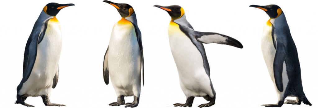 Pingvin