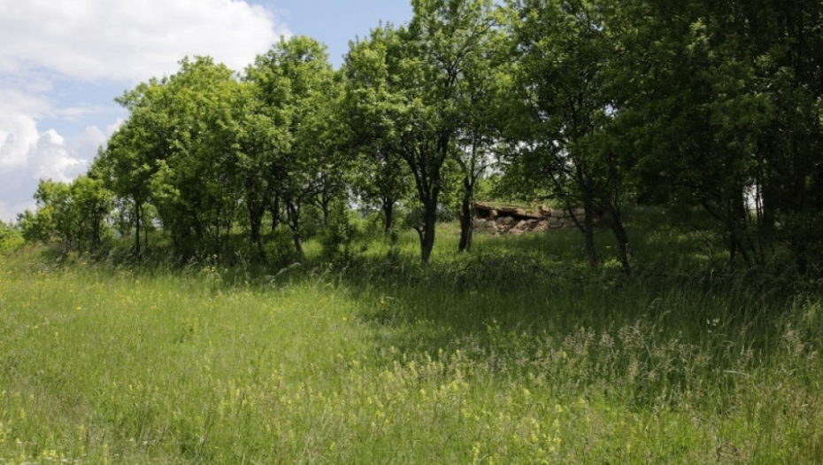 Ana Brnabić; Babušnica