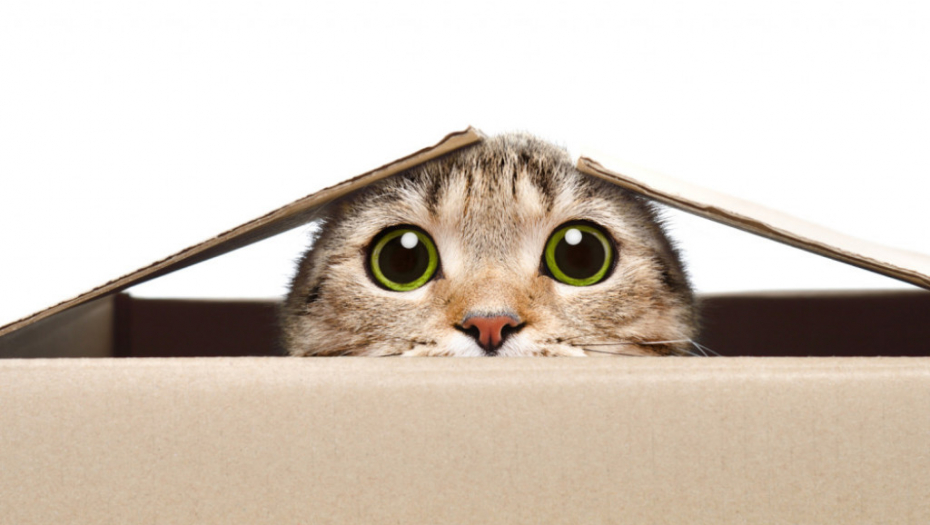 Mačka kutija