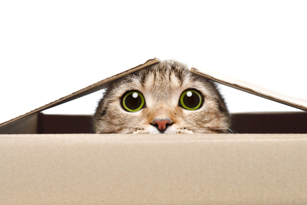 Mačka kutija