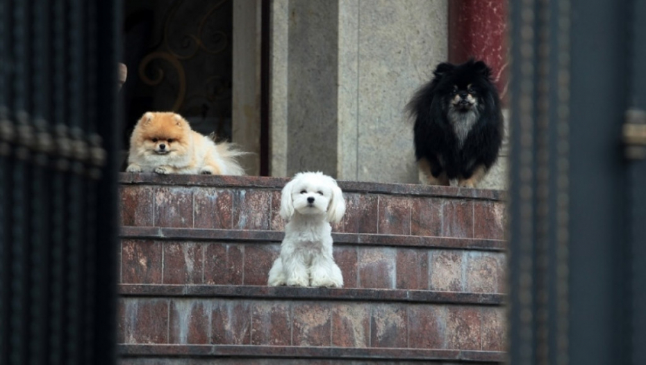 Psi porodice Ražnatović