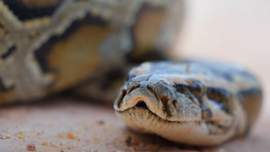 Sukob zmije i guštera 