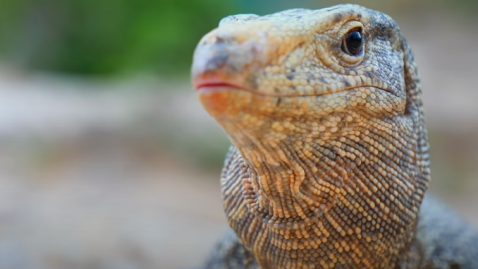 Sukob zmije i guštera 