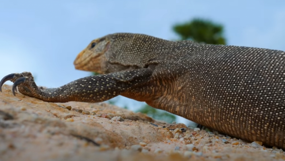 Sukob zmije i guštera 