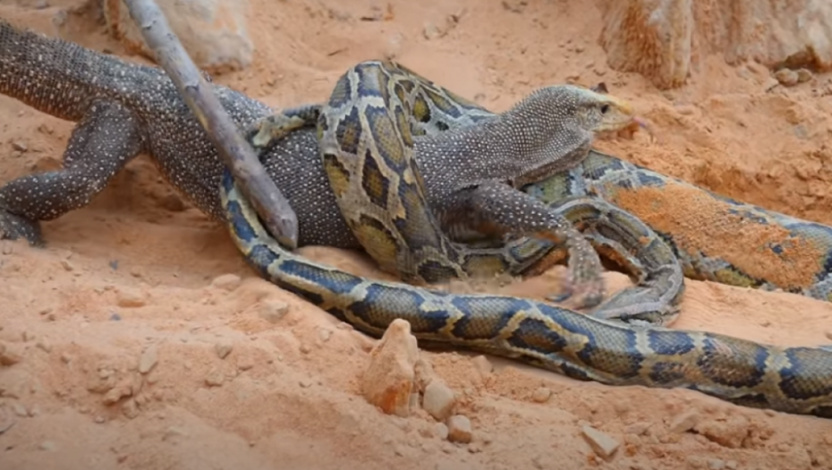 Sukob zmije i guštera 