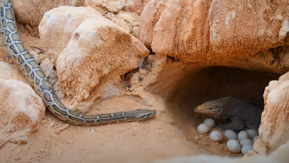Sukob zmije i guštera 