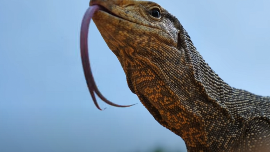 Sukob zmije i guštera 