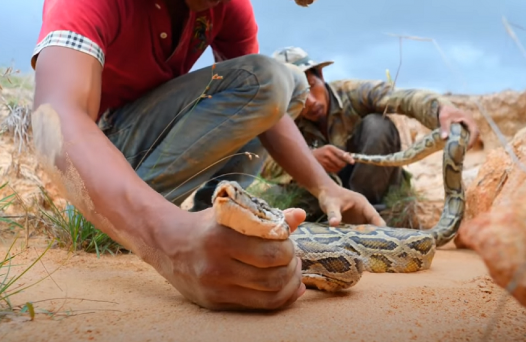 Sukob zmije i gu&scaron;tera 