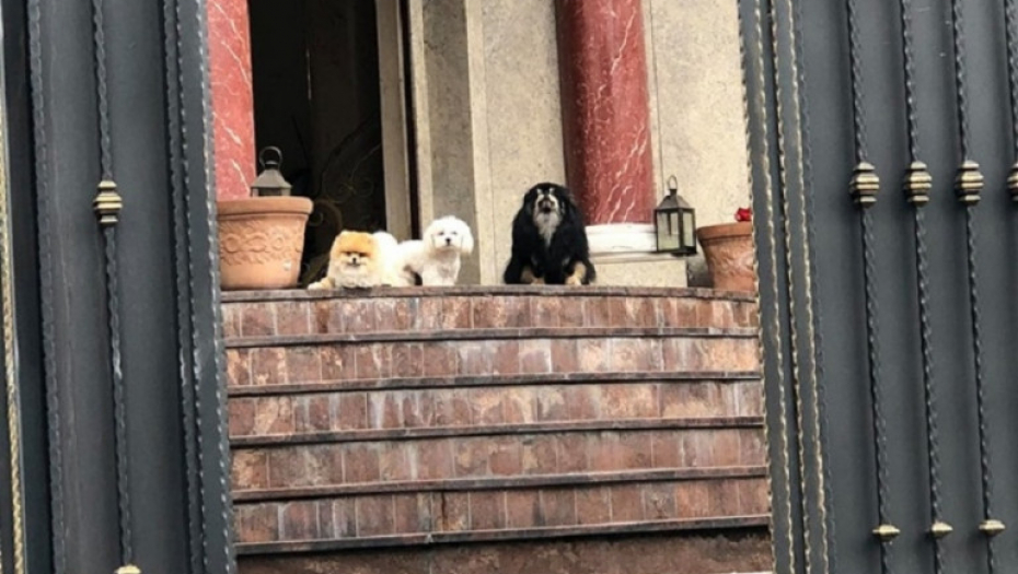 Ceca, kuća, kučići