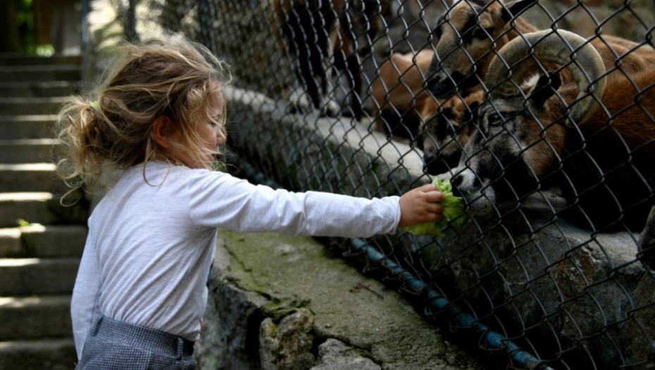 Zoo u Beogradu