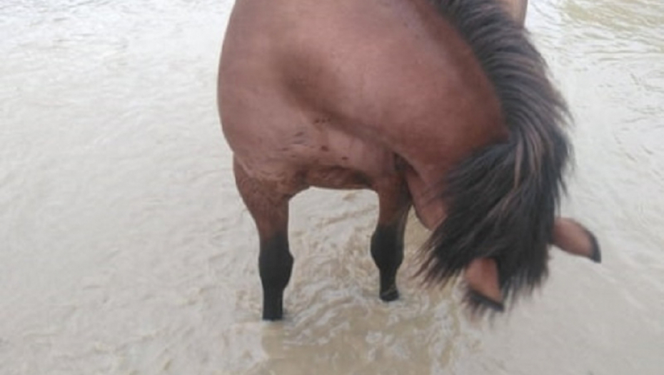 Konji, porodica Milosavljević, poplava, potop