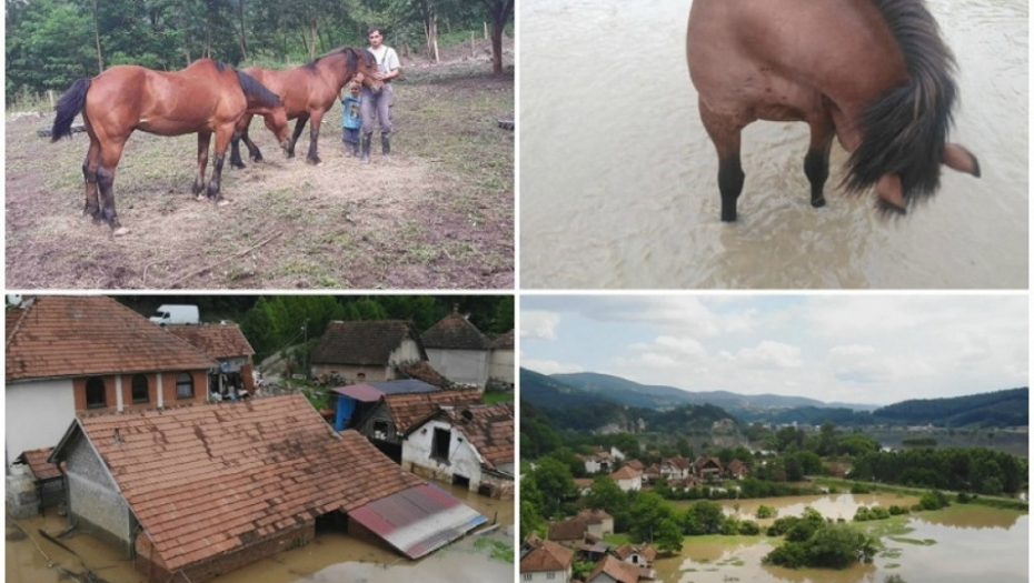 Konji, porodica Milosavljević, poplava, potop