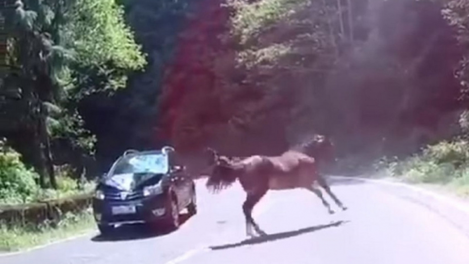 Konj u saobraćajki na Fruškoj Gori