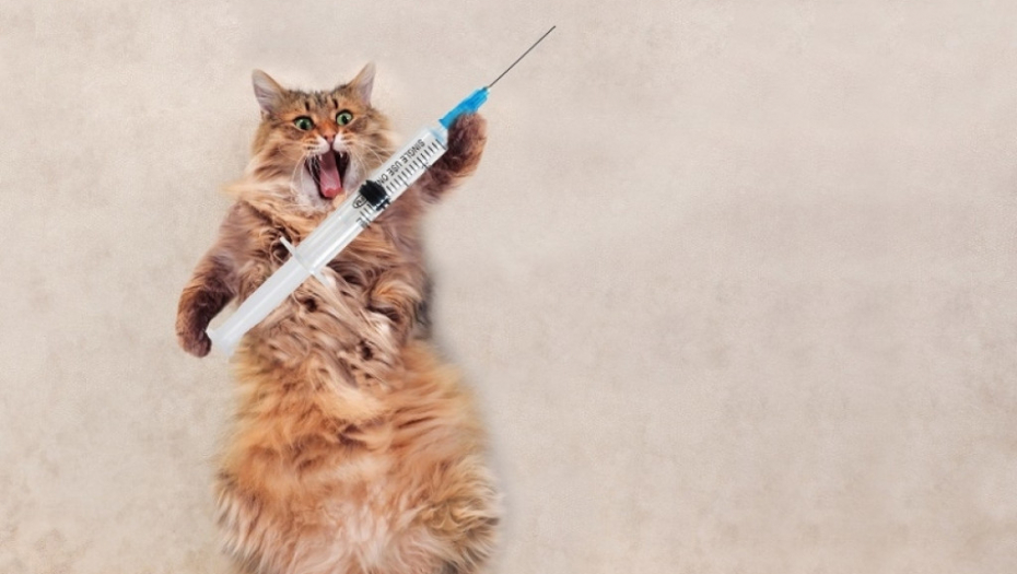 mačka i vakcina