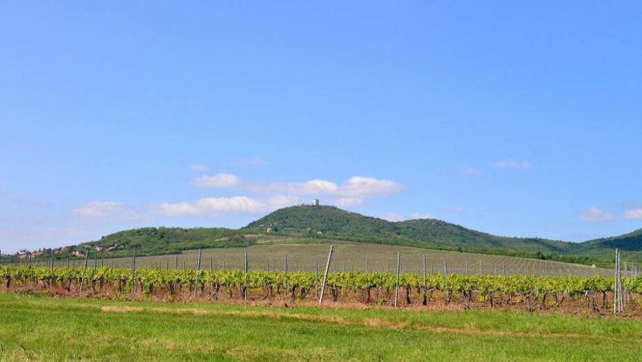 Vršac vinograd