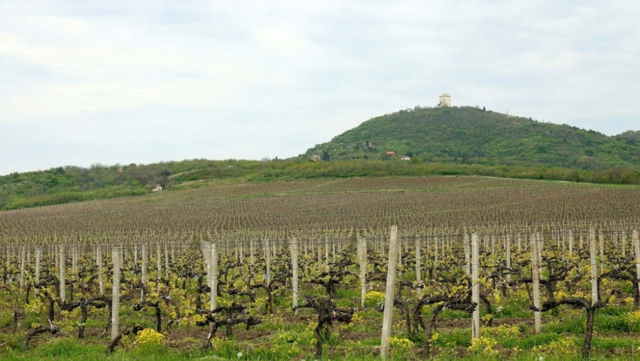 Vršac vinograd